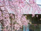 日本8天关西游 追逐樱花的尾巴/热门路线的小众体验/胶片摄影-大阪，吉野山，奈良，京都，古着店