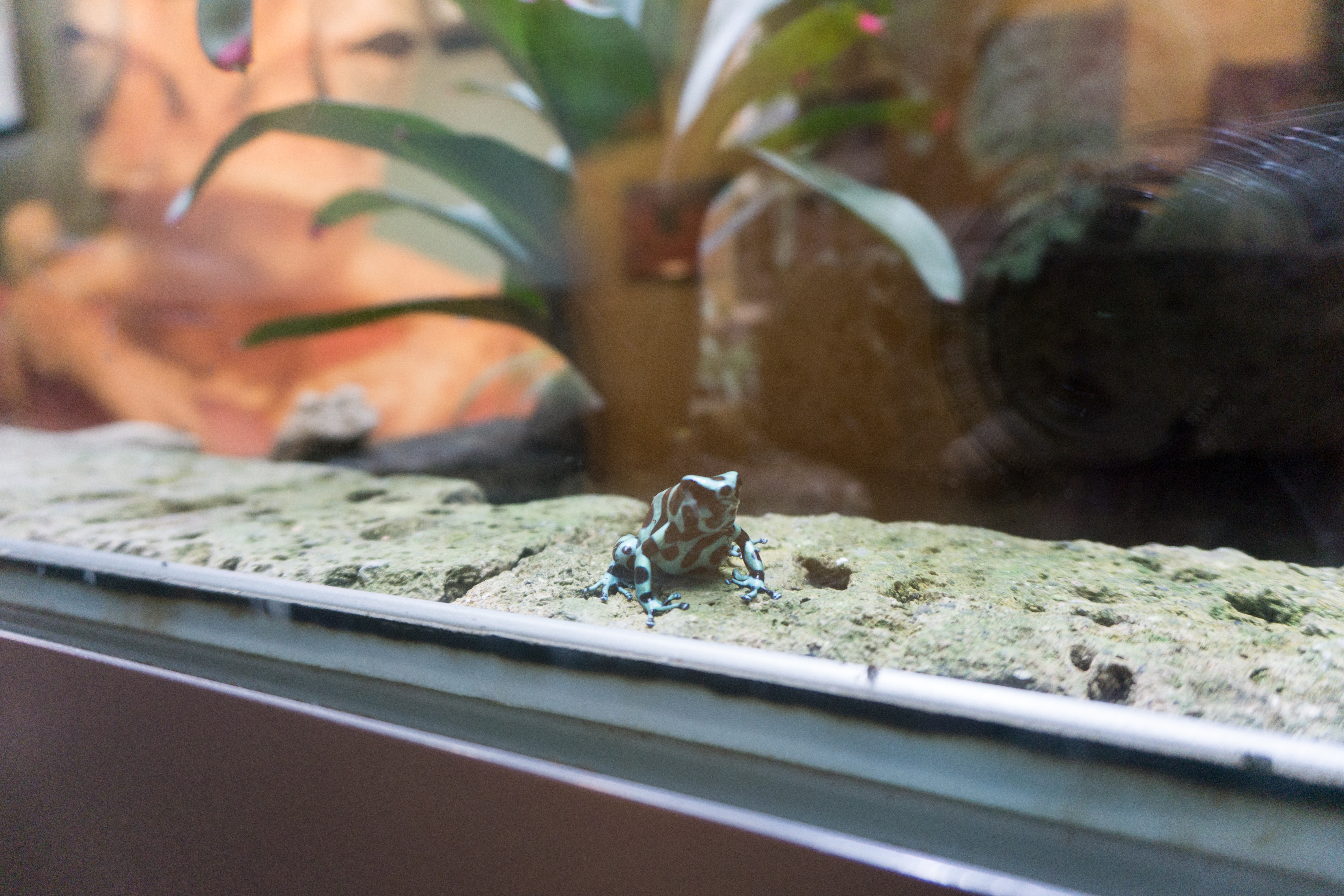 一个免费参观充满了奇葩植物的地方 很多多肉植物 有 穷游网