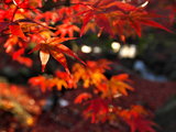 散落京都的七片红叶~~容易被忽视的京都红叶地点