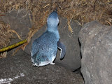 推荐一个在新西兰看野生企鹅的地方，