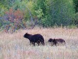 徒步美国西部四大国家公园，偶遇熊出没