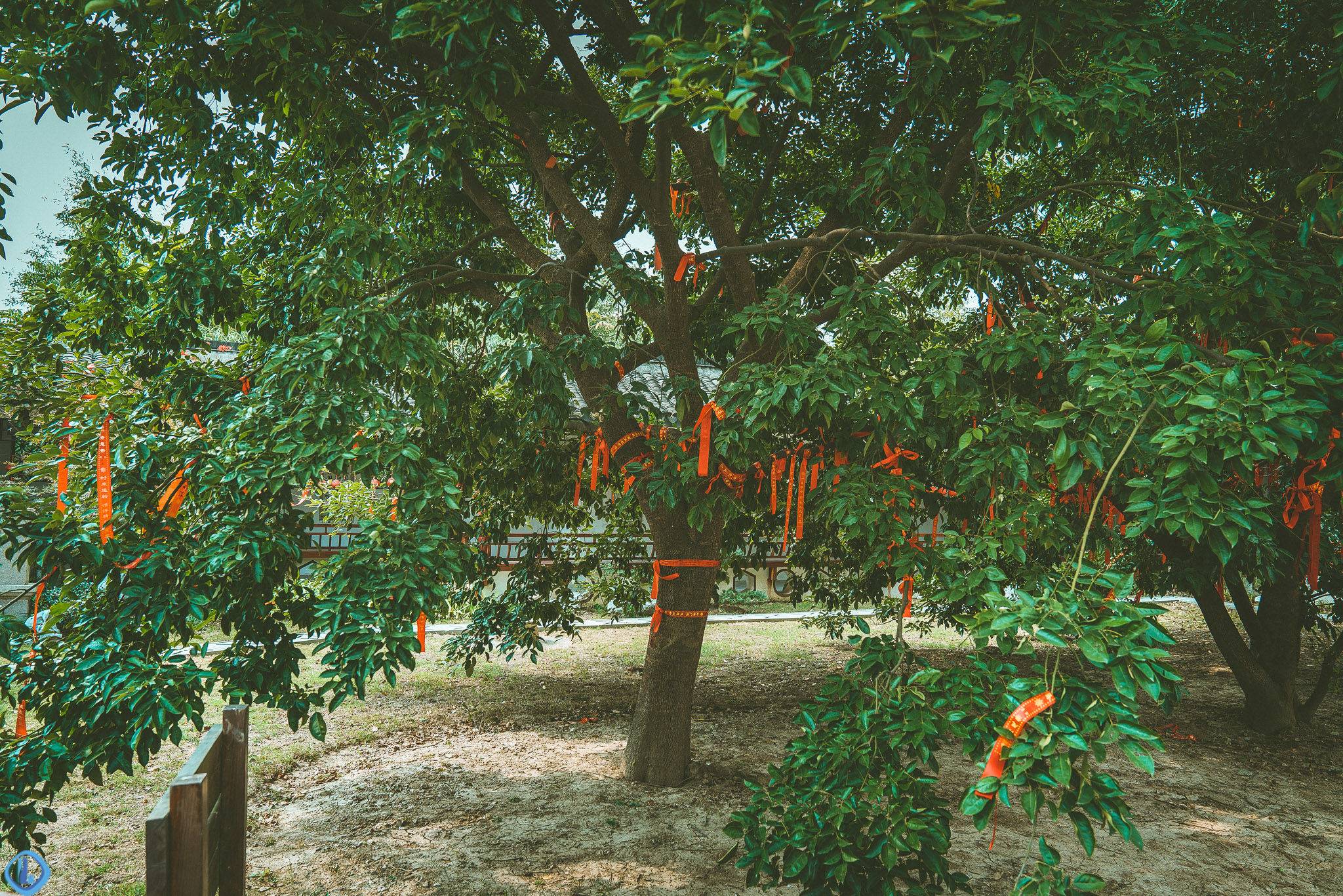 红豆生南国,江阴顾山有一棵千年红豆树