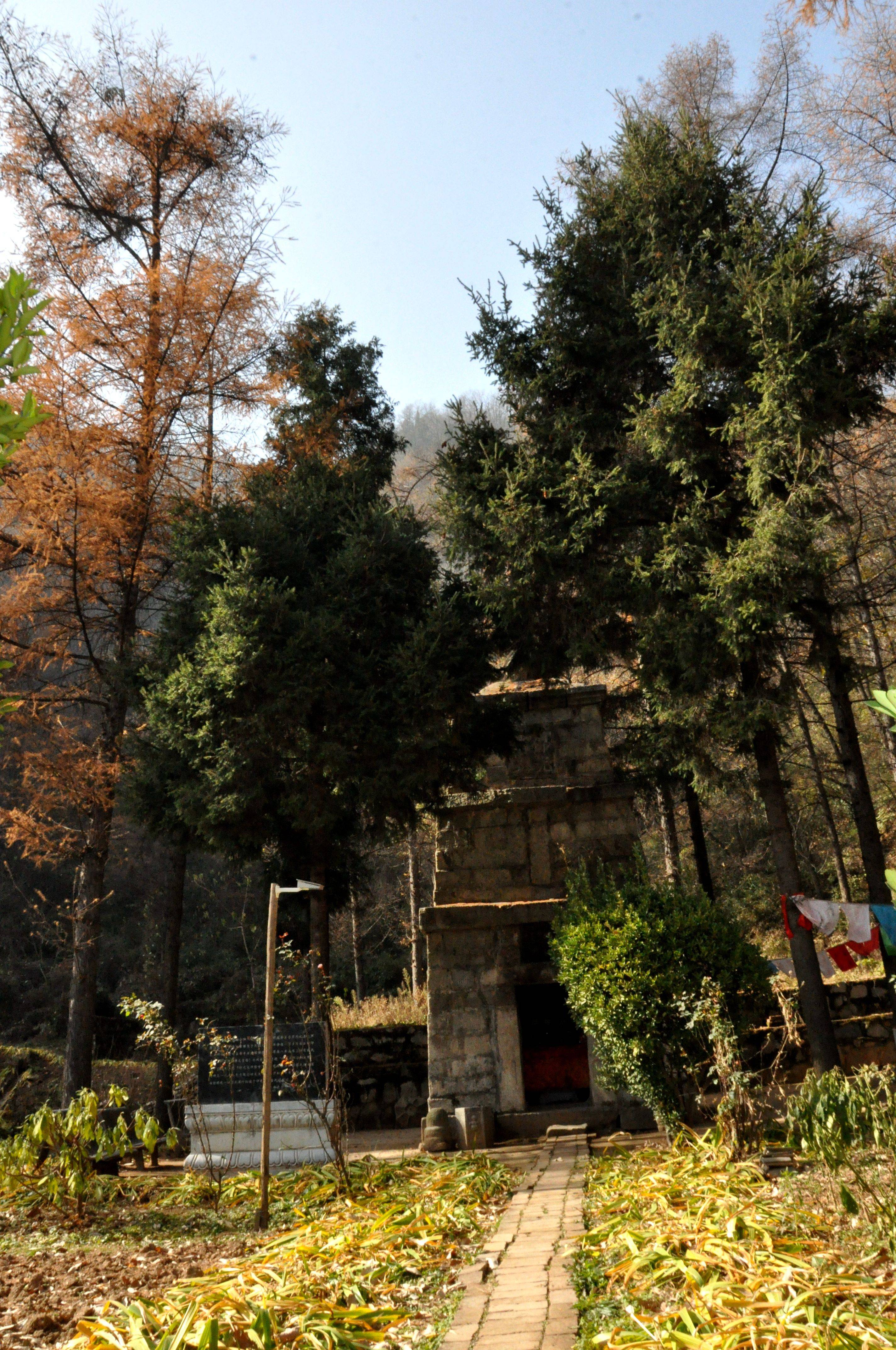 隋塔唐槐圣寿寺,名扬天下尽人知!