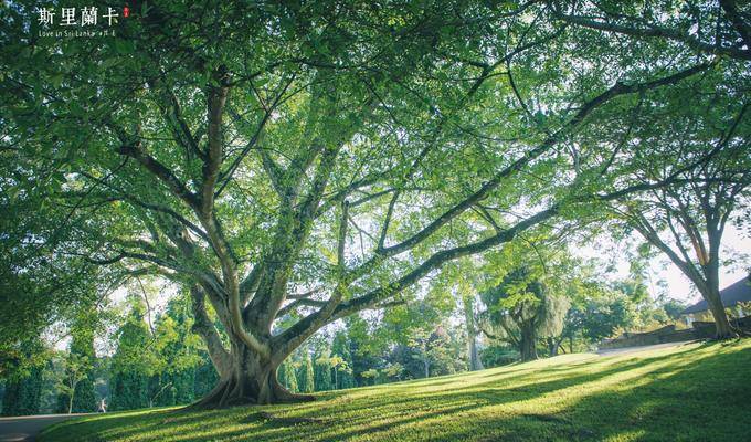 斯里兰卡 | 旅拍婚纱在锡兰，拥抱那些不期而遇