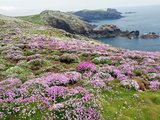 2018年5月21日--6月29日 英国爱尔兰之旅-威尔士skomer岛