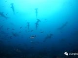 潜水者的“麦加”-Galapagos Islands （前篇）