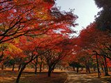 枫叶季的日本，就是我想象中秋天该有的样子（分享了好几个实用tips！！）