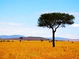 野性的呼唤——肯尼亚坦桑尼亚safari（更新啦，热辣出炉,行程总结）