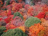 【秋意香川】濑户内海的文艺红叶季