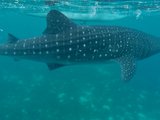 【三爪浪呀浪】2019菲律宾宿务-薄荷岛最新看鲸鲨防雷手册（含ocenjet完整买票攻略）