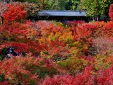 日本红叶季6日游