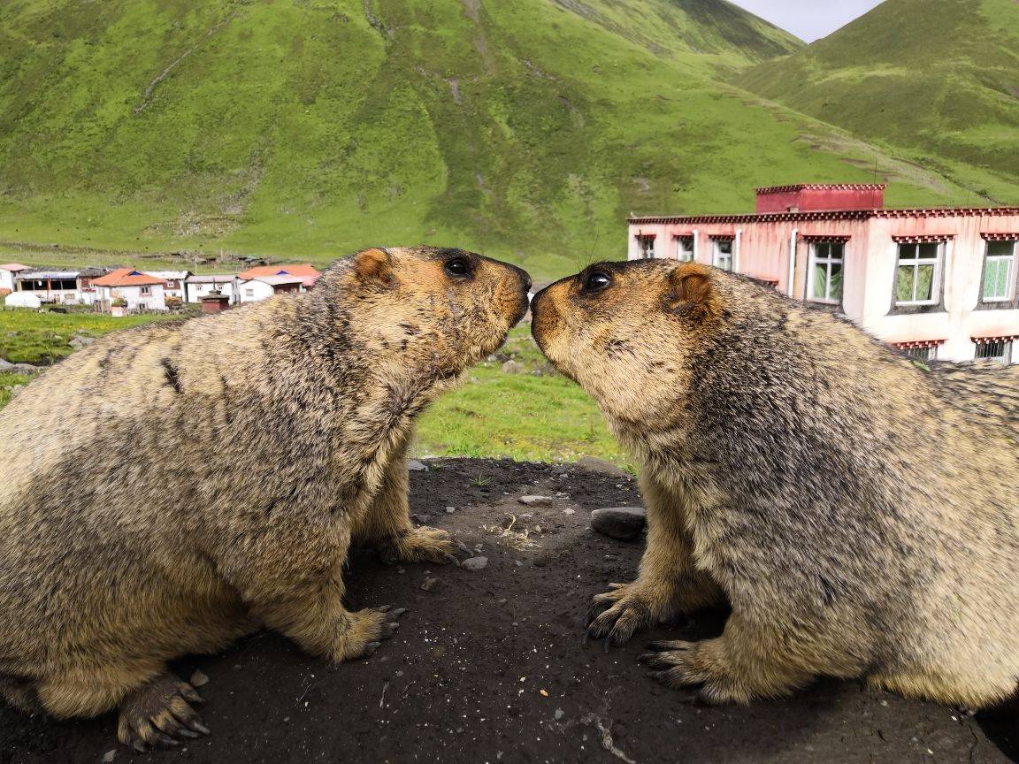 川西丹巴莫斯卡土拨鼠