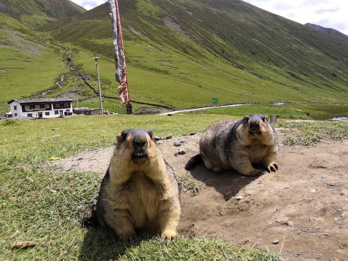 川西丹巴莫斯卡土拨鼠