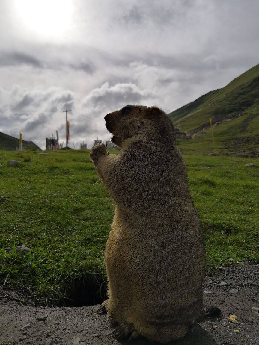 川西丹巴莫斯卡土拨鼠