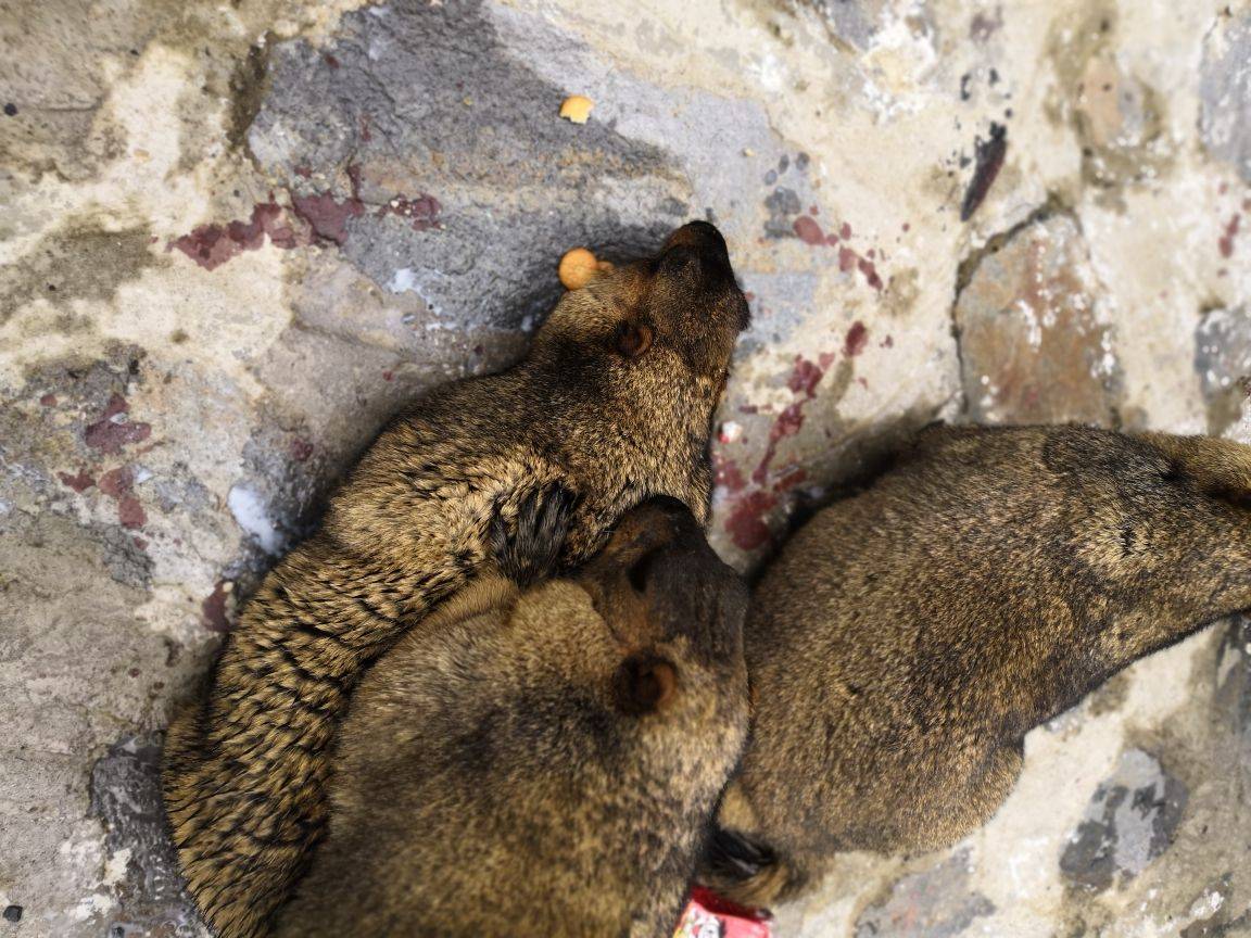 川西丹巴莫斯卡土拨鼠