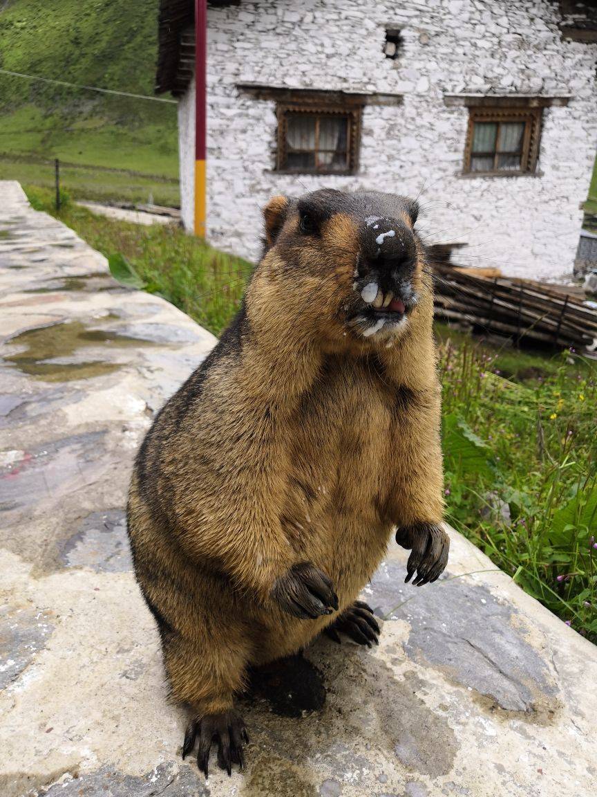 川西丹巴莫斯卡土拨鼠
