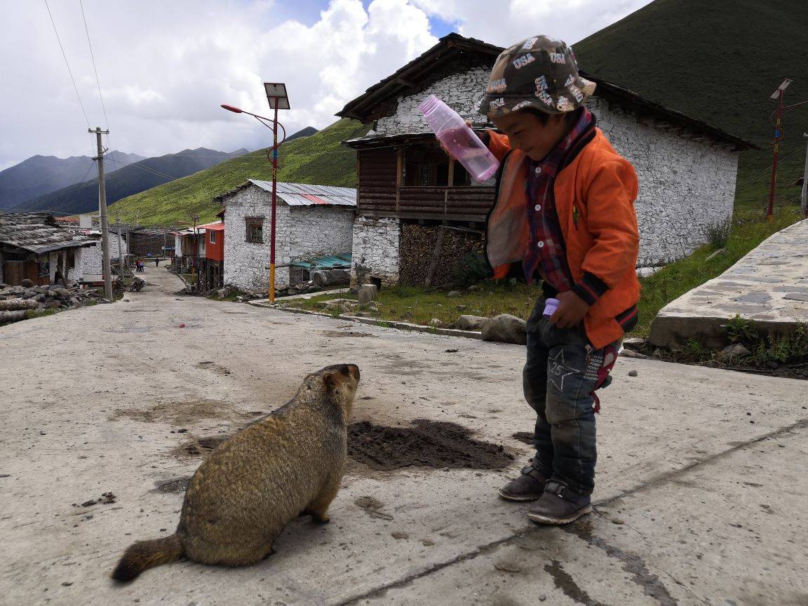 川西丹巴莫斯卡土拨鼠
