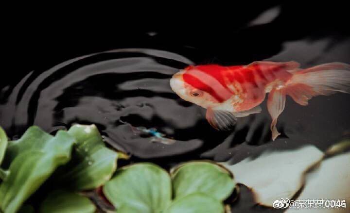 请问各位大神~意大利签证出签会参考出发日期