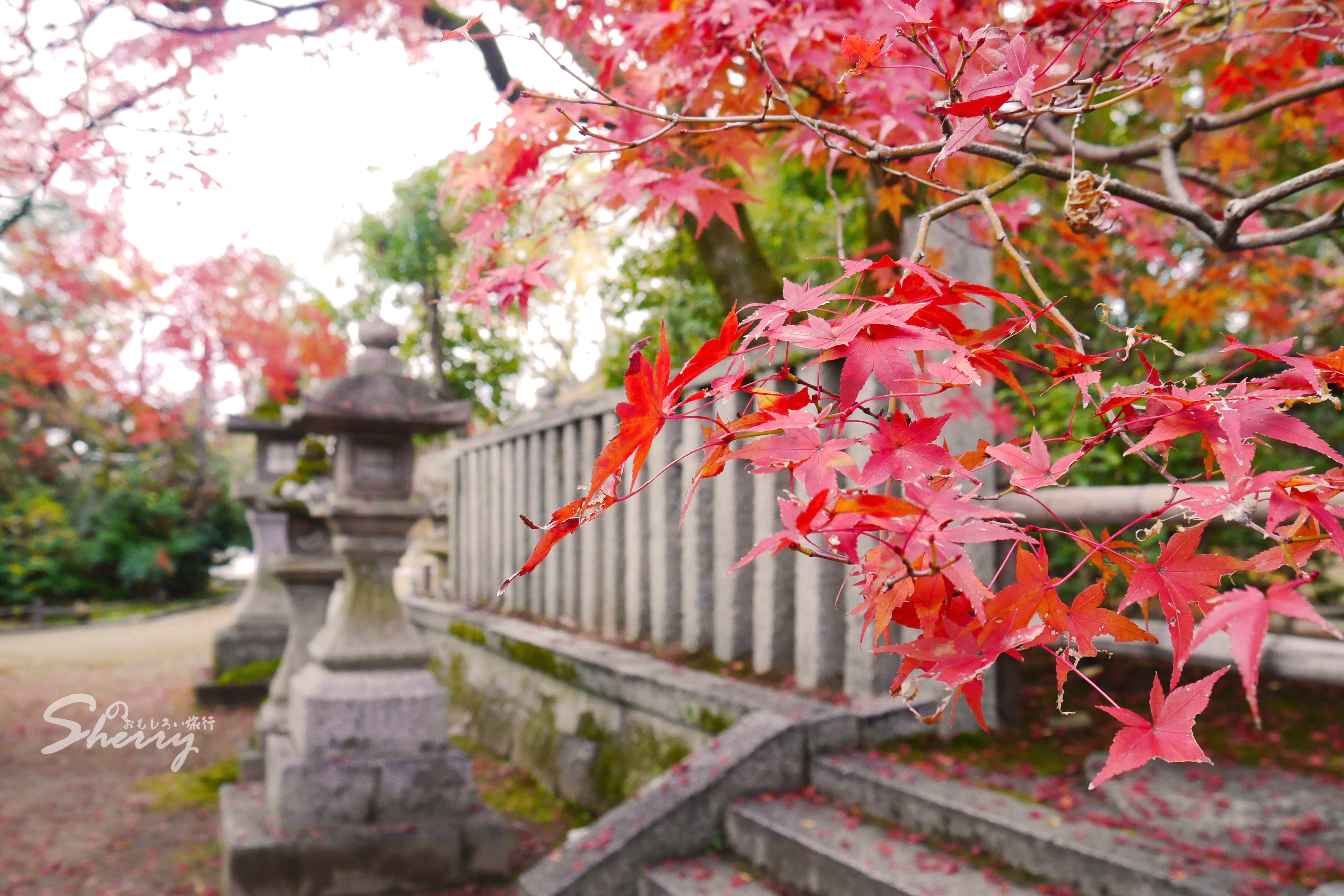 紅葉狩り 一片紅葉 一念京都 北野红叶限定 宇治夜枫观赏 岚山枫叶 二条城银杏 姫路城 和服体验 Pokemon 日本 旅行摄影 论坛 穷游网