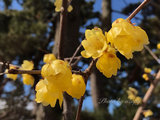 京都御苑的梅花