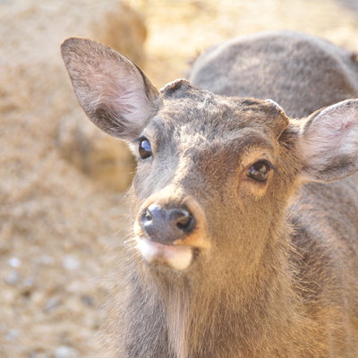 山口 广岛pass之旅 福冈 呼子 尤里の唐津 天照大神の高千穗 严岛牡蛎 角岛大桥 萩 下关门司港 日本 论坛 穷游网