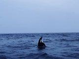 世界极光之门观鲸胜地挪威Tromso游记