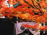 京都三日，当刮目相看--暴走京都下的万千枫情