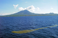 圣基茨和尼维斯