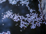 【DoDo I ToGo】关西之樱花烂漫，冲绳之海岛风情（东西分段游遍最不日本最日本）更完