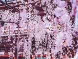日本赏樱特辑：最走心的攻略看这一篇就够了！