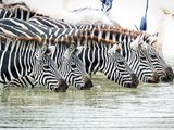 暑期坦桑尼亚动物大迁徙之角马过河