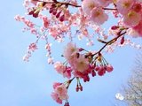 春天到了是时候出去打望了，心动不如行动，平坝樱花约起，重庆出发