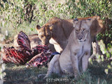 Call of the Wild in Kenya 肯尼亚发出的呼唤
