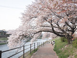 从东京到关西，经典赏樱+游玩路线（简明版）