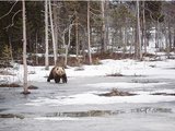 四月复活节芬兰观熊摄影招募小伙伴 复活节期间计划自驾前往芬兰东北部地区的国家自然