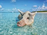 猪年去哪里——巴哈马猪岛