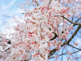 日本旅行 | 初春霓虹赏樱十天自由行摄影游记
