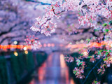 2019春天来了 去日本看樱花吧！大阪 京都 奈良 和爸妈的一家四口之旅（详细攻略 海量樱花 小众赏花点推荐！）