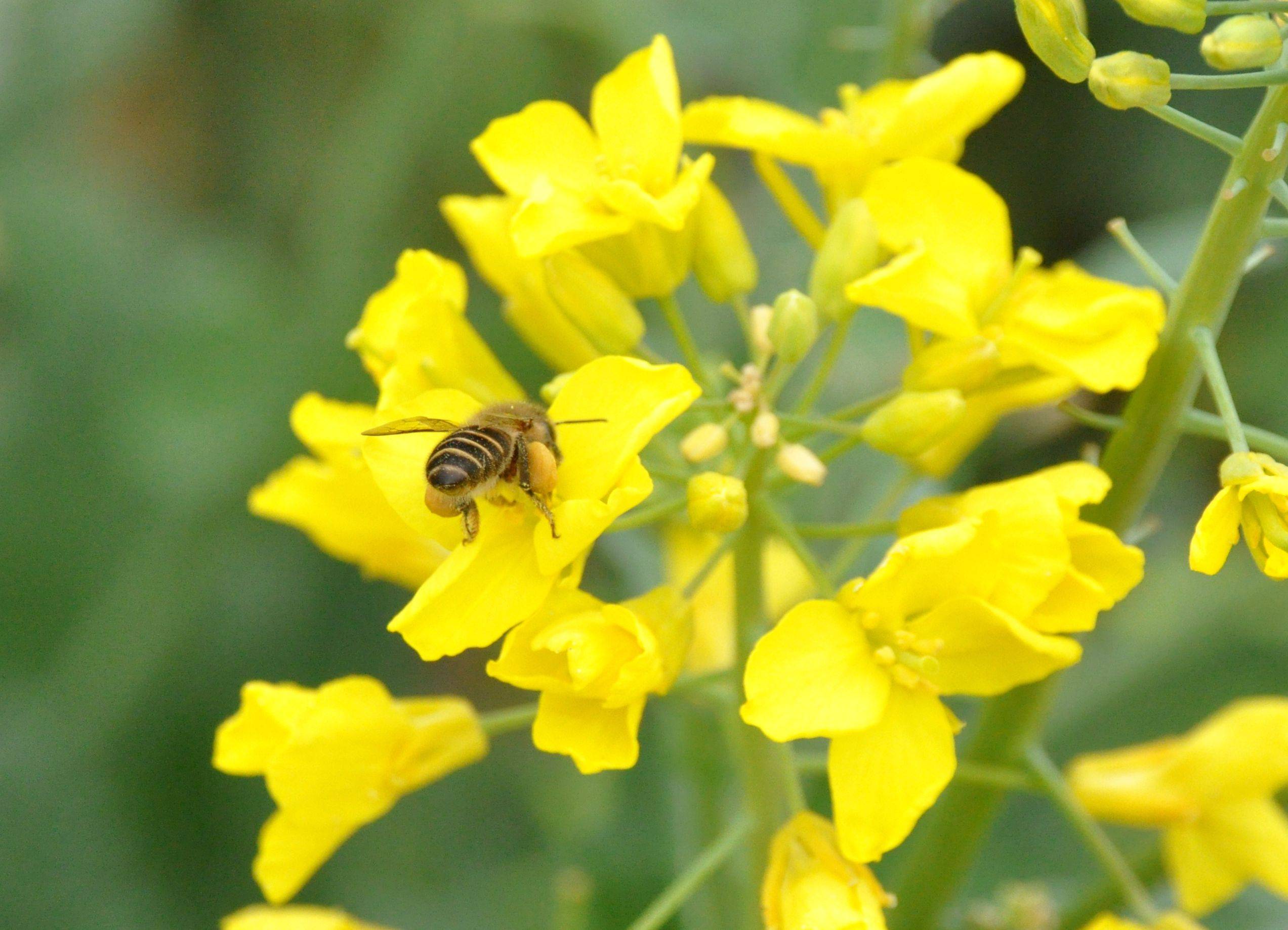 内乡油菜花儿黄辛勤蜜蜂采蜜忙