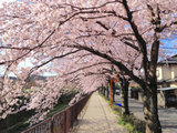 时间匆忙，想品美景，可时间不许。古城京都，让你有更多的时间赏樱花。