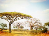 狂野、雄浑与柔情，此生必去的坦桑尼亚经典Safari……