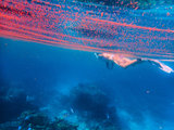 超预期的斐济之旅，幸运邂逅红色大海——仿佛猫儿掉进了水族箱~~