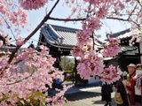 3月樱花季前日本关西游