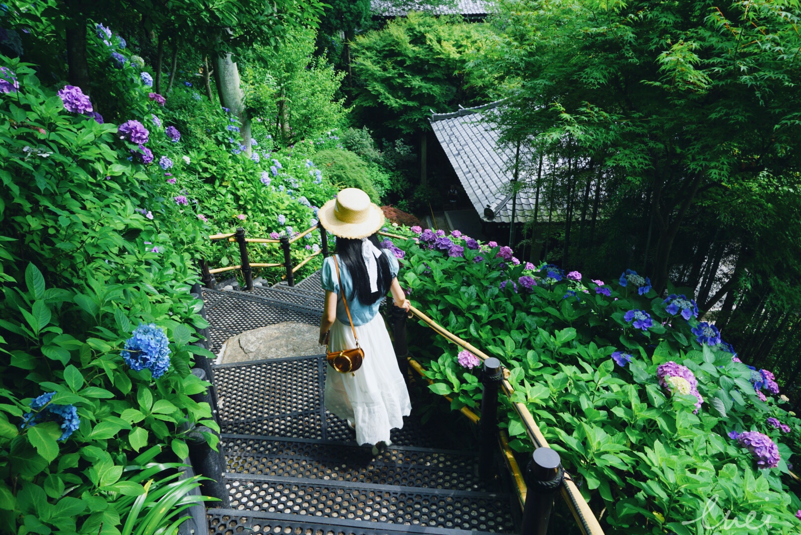 错过了樱花季 没关系 你还可以拥有整个紫阳花祭 6月绣球花之旅 东京 河口湖 御殿场 伊豆 镰仓 日本 论坛 穷游网
