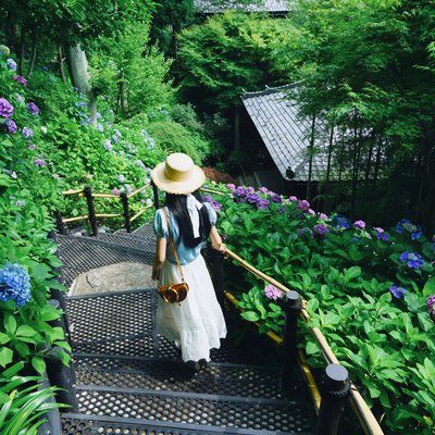 错过了樱花季 没关系 你还可以拥有整个紫阳花祭 6月绣球花之旅 东京 河口湖 御殿场 伊豆 镰仓 日本 论坛 穷游网