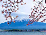 2018年东京富士山樱花之旅