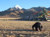《全文完》啊，我的藏地！（“老西藏”20多次藏地旅行的综合建议和分享，献给同样喜欢西藏的你，也献给自己）
