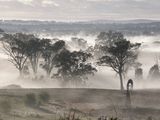 图片直播澳洲乡村内陆希托普斯（Hilltops）秋晨的水墨仙境