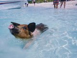在巴哈马陪小猪游泳晒太阳---亚特兰蒂斯/私人粉红沙滩/猪岛/玻璃桥攻略干货（下错飞机的经历）