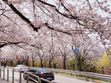 首尔樱花季涂鸦秀一日游